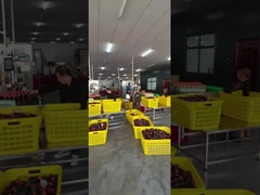 Fil de couture de polyester